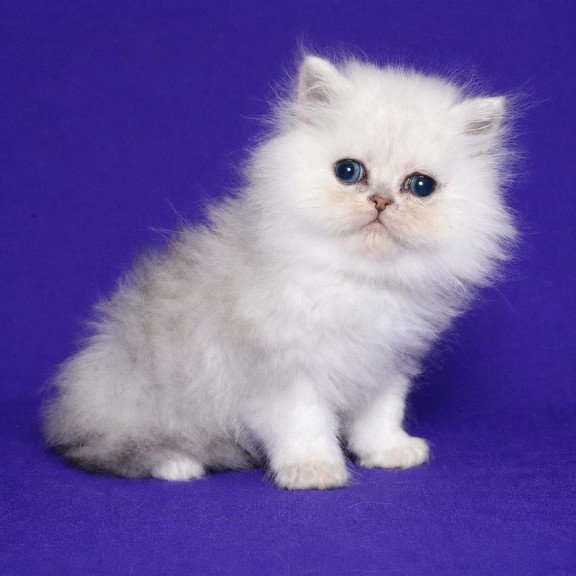 Persian Jake