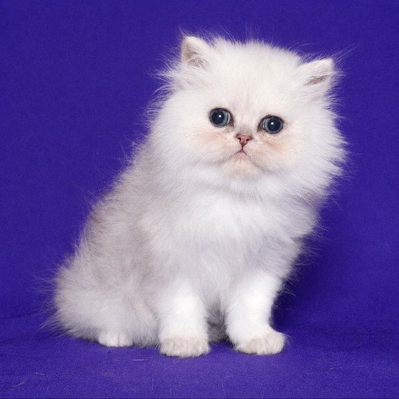 Persian Jake