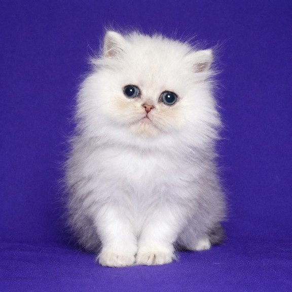 Persian Jake