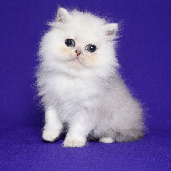 Persian Jake
