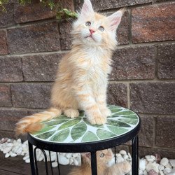 Maine Coon Xan