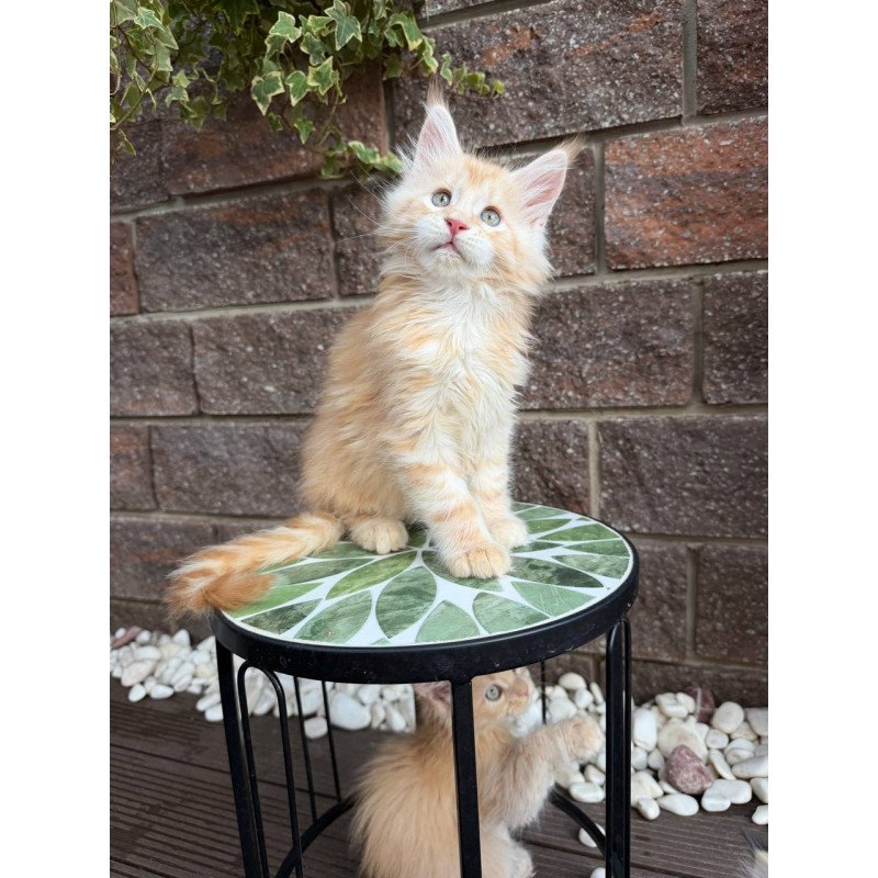 Maine Coon Xan