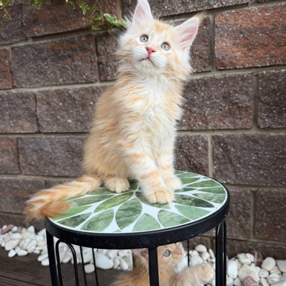 Maine Coon Xan