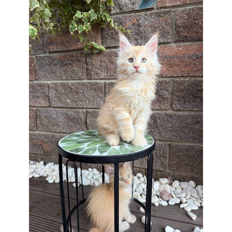 Maine Coon Xan