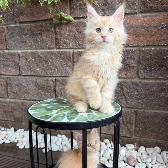 Maine Coon Xan