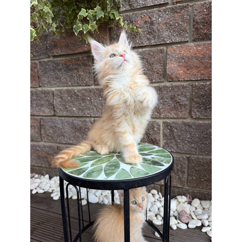 Maine Coon Xan
