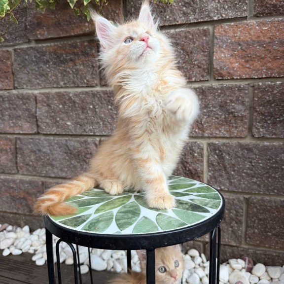 Maine Coon Xan