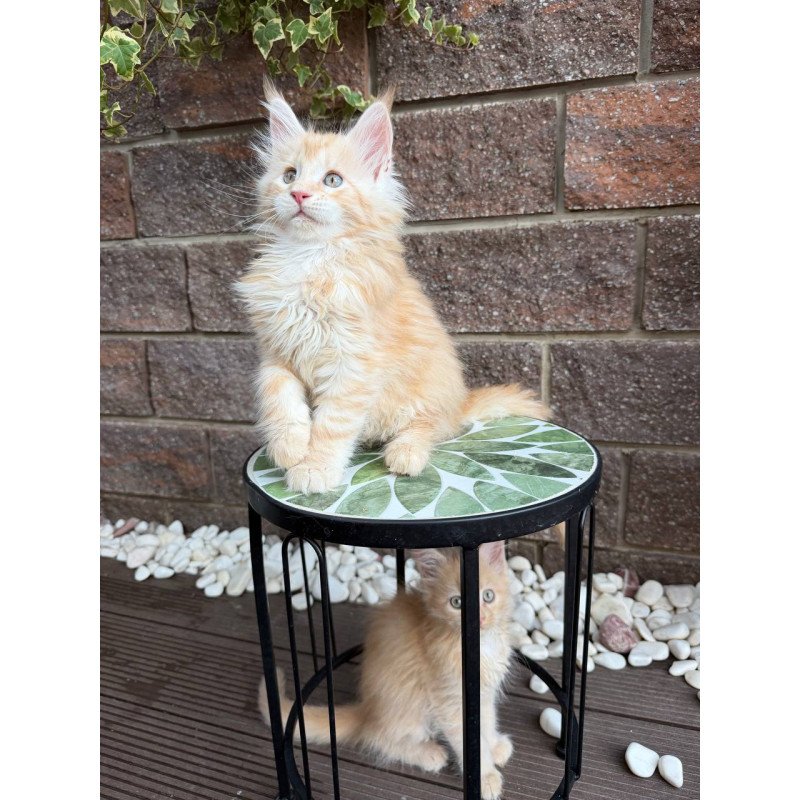 Maine Coon Xan