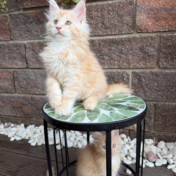 Maine Coon Xan