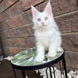 Maine Coon Xena.