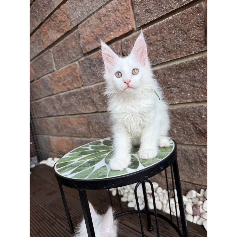 Maine Coon Xena.
