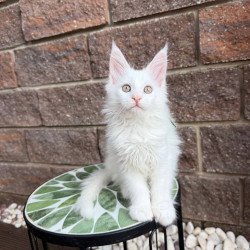 Maine Coon Xena.
