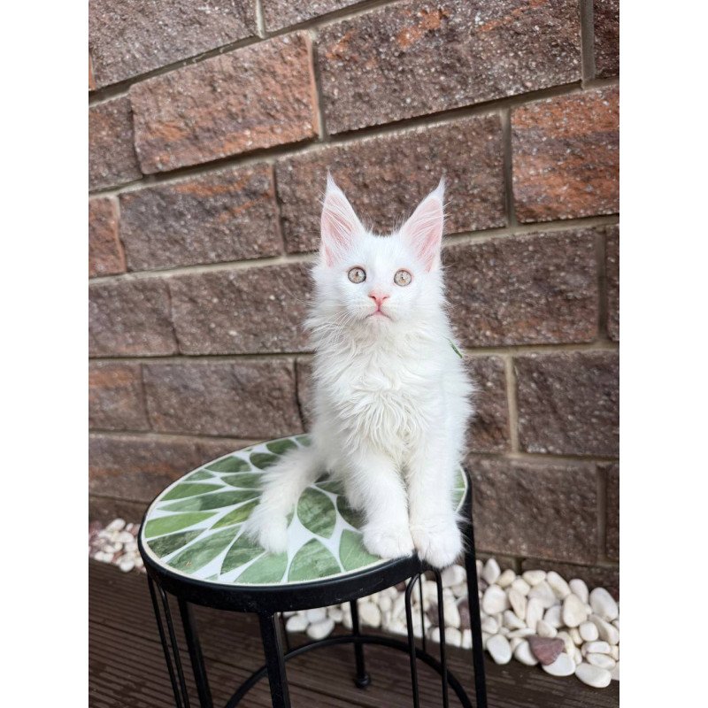 Maine Coon Xena.