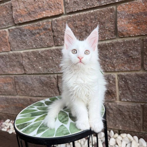 Maine Coon Xena.