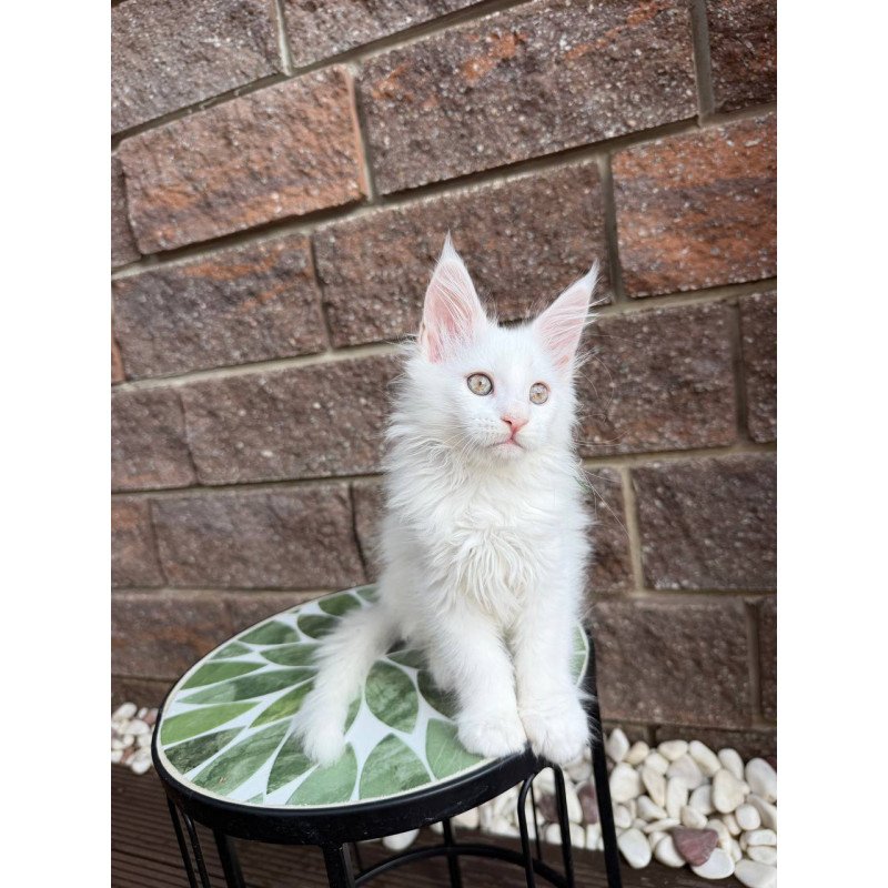 Maine Coon Xena.