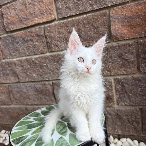 Maine Coon Xena.