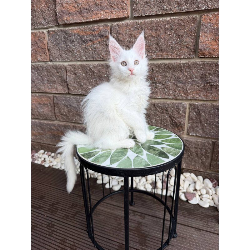 Maine Coon Xena.