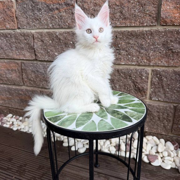 Maine Coon Xena.