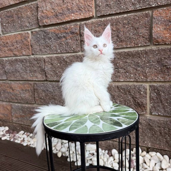 Maine Coon Xena.