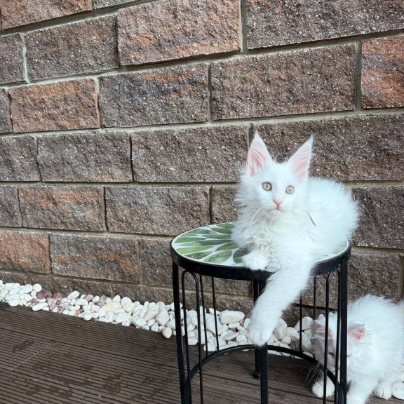 Maine Coon Xena.