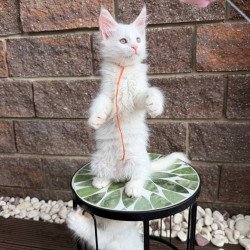 Maine Coon Xyla