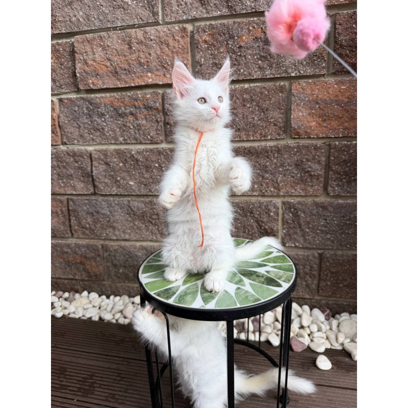 Maine Coon Xyla