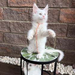Maine Coon Xyla