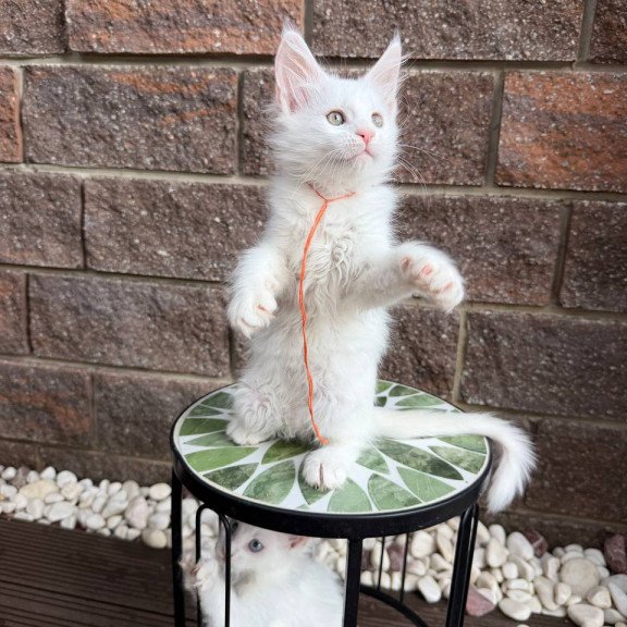Maine Coon Xyla