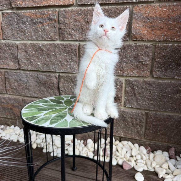 Maine Coon Xyla