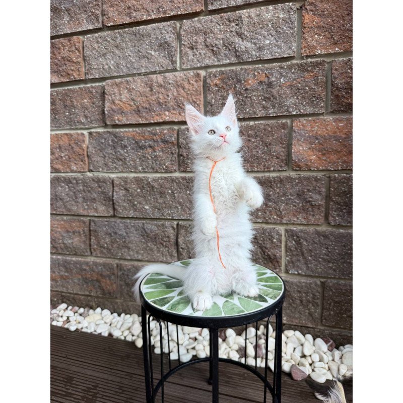 Maine Coon Xyla