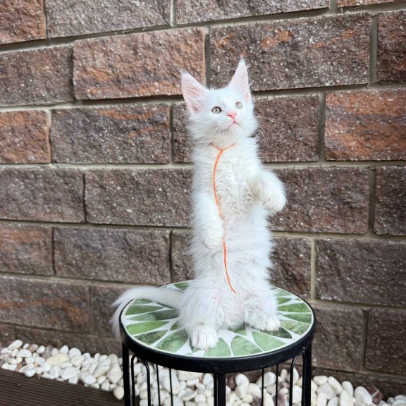 Maine Coon Xyla