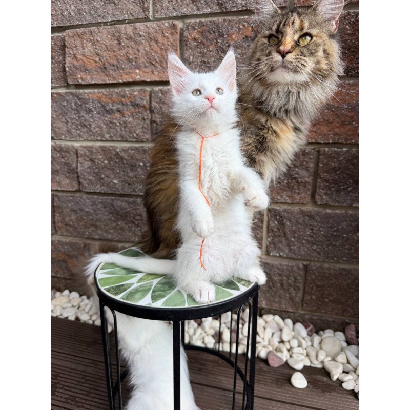 Maine Coon Xyla
