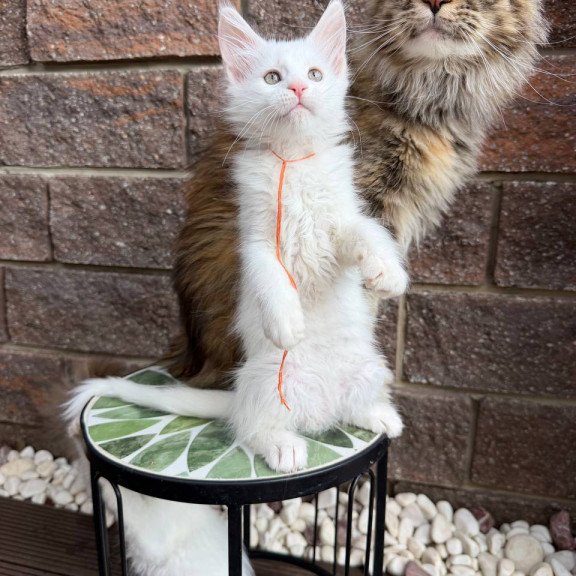 Maine Coon Xyla