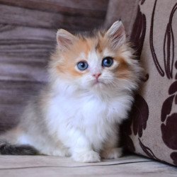 British Iriska