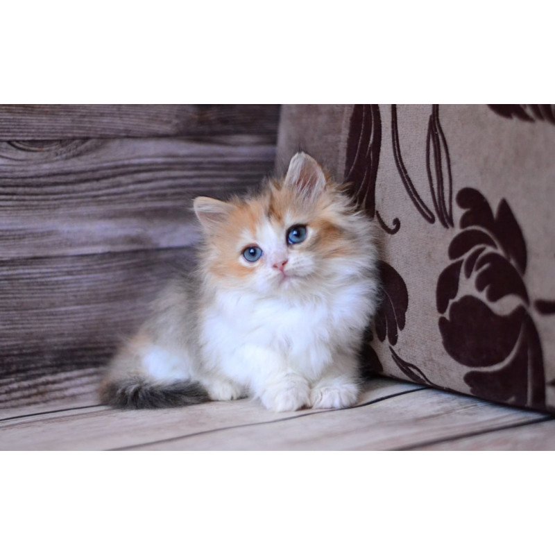 British Iriska