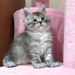 Maine Coon Alexander