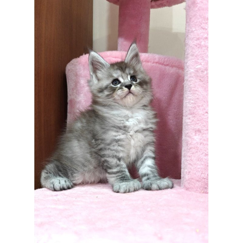 Maine Coon Alexander