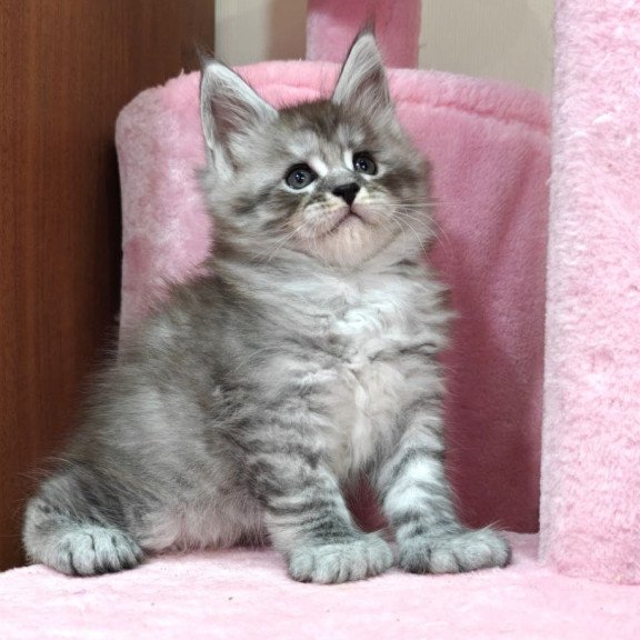 Maine Coon Alexander