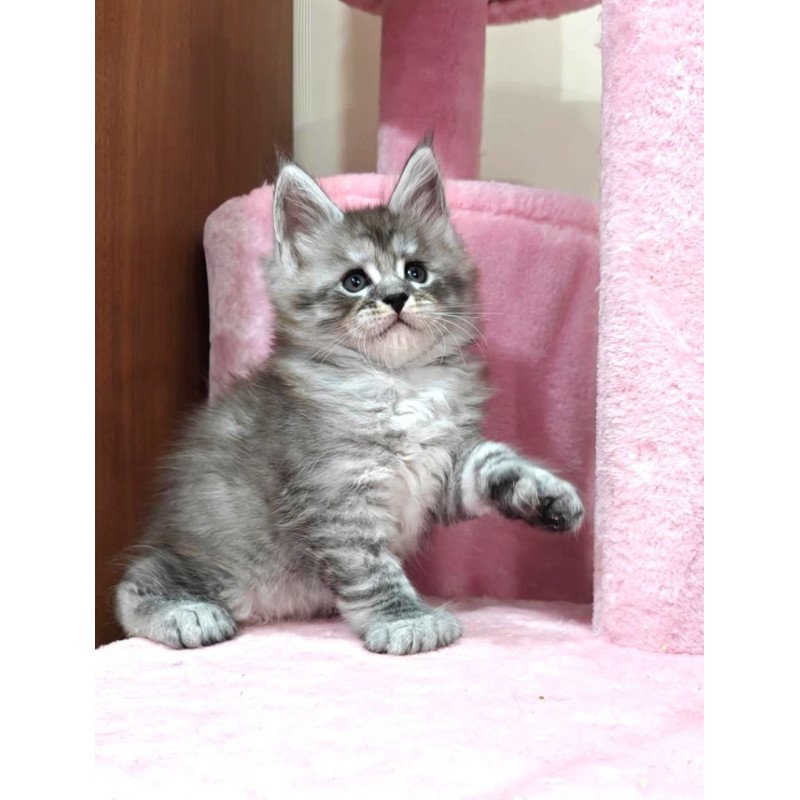 Maine Coon Alexander