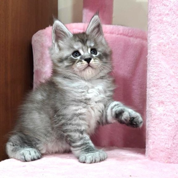 Maine Coon Alexander