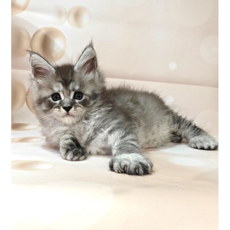 Maine Coon Alexander