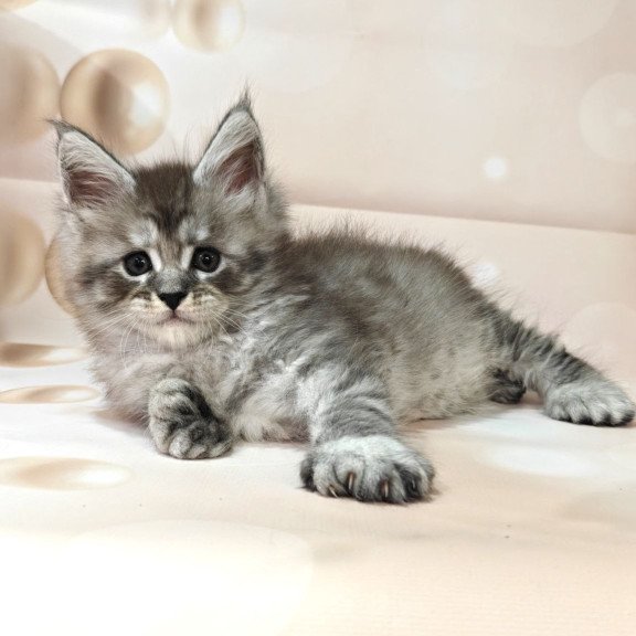 Maine Coon Alexander