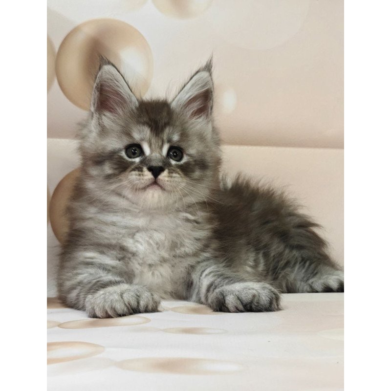 Maine Coon Alexander
