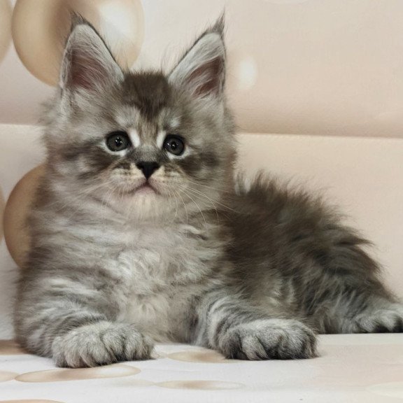 Maine Coon Alexander