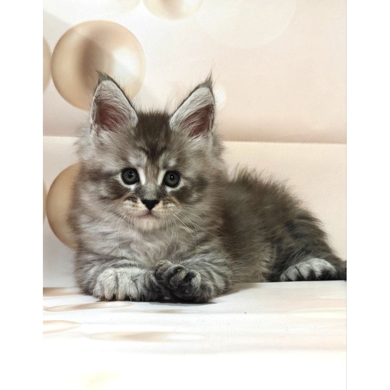 Maine Coon Alexander