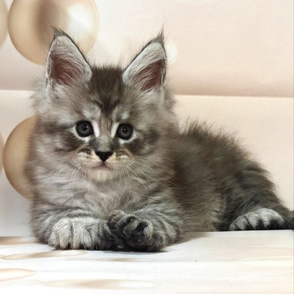 Maine Coon Alexander