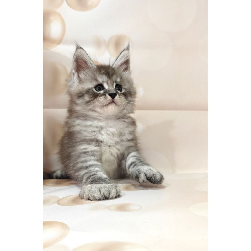Maine Coon Alexander