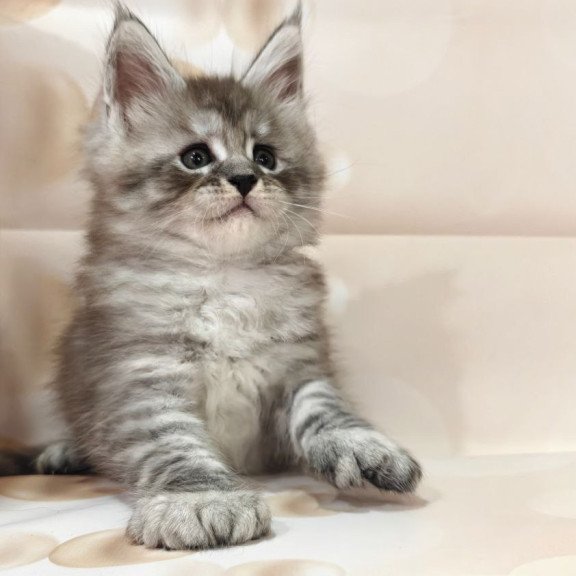 Maine Coon Alexander