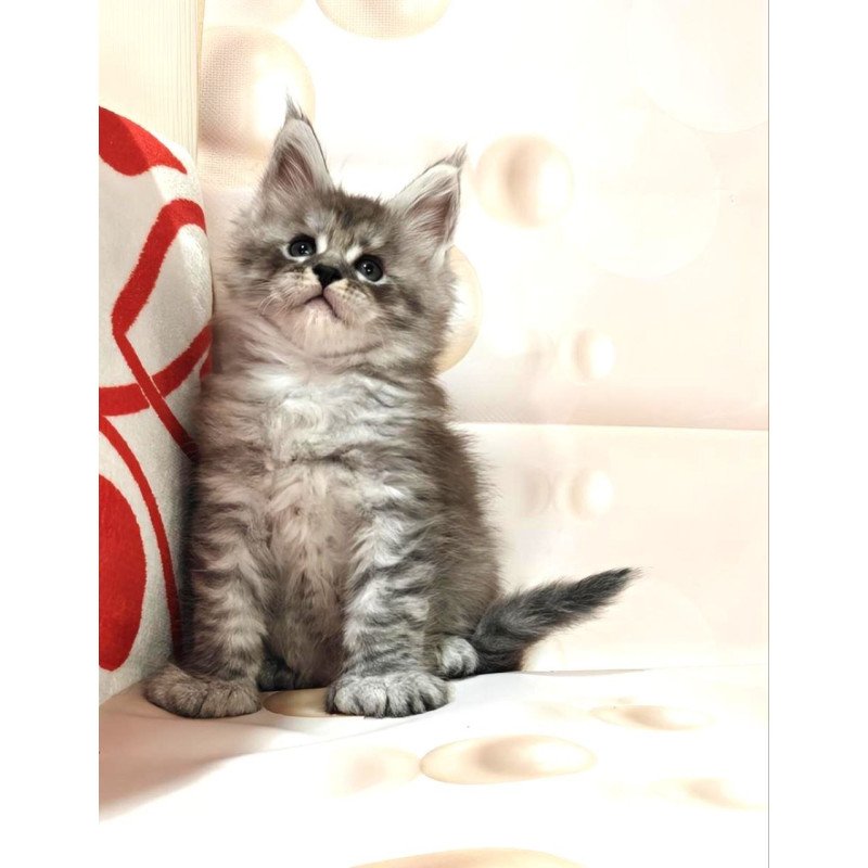 Maine Coon Alexander