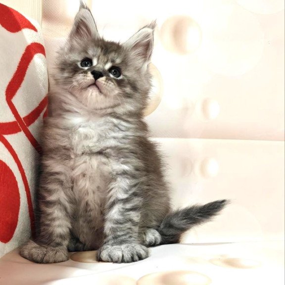 Maine Coon Alexander
